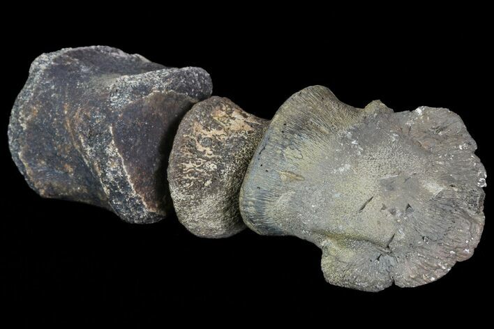 Composite Hadrosaur Finger - Alberta (Disposition #-) #71730